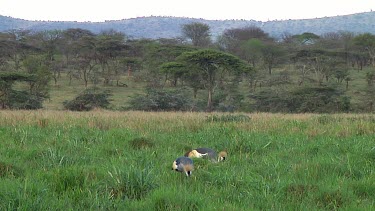 Crowned crane in Serengeti NP, Tanzania