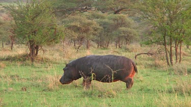 Hippopotamus in Serengeti NP, Tanzania