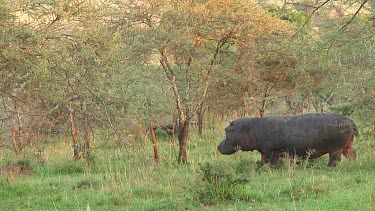 Hippopotamus in Serengeti NP, Tanzania
