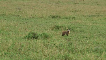 Bat-eared fox in Serengeti NP, Tanzania