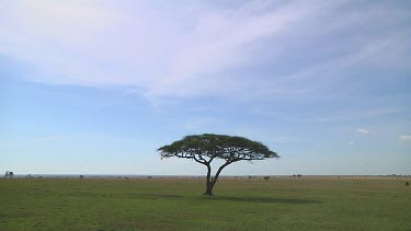 Acacia tree in Serengeti NP, Tanzania