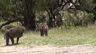 Olive baboons in Serengeti NP, Tanzania