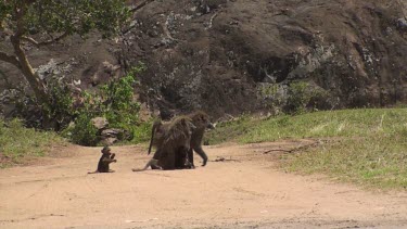 Olive baboons in Serengeti NP, Tanzania