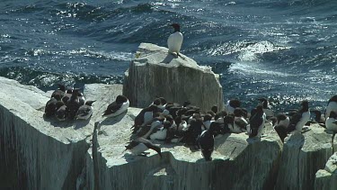 Colony of guillemots sitting on the rocks