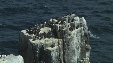Colony of guillemots sitting on the rocks