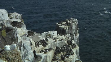 Colony of guillemots sitting on the rocks