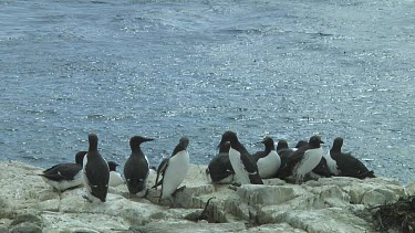 Colony of guillemots sitting on the rocks