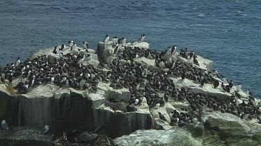 Colony of guillemots sitting on the rocks