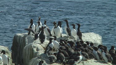 Colony of guillemots sitting on the rocks