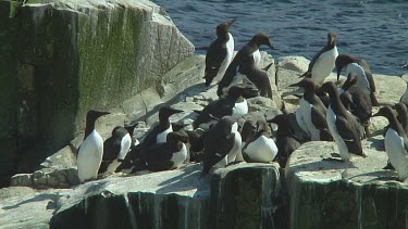 Colony of guillemots sitting on the rocks