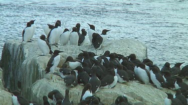 Colony of guillemots sitting on the rocks