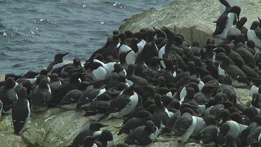 Colony of guillemots sitting on the rocks