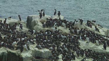 Colony of guillemots sitting on the rocks