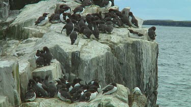Colony of guillemots sitting on the rocks