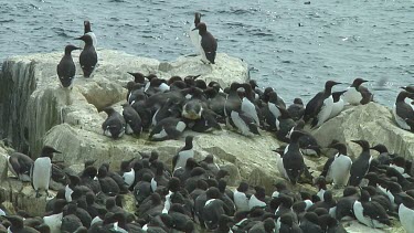 Colony of guillemots sitting on the rocks