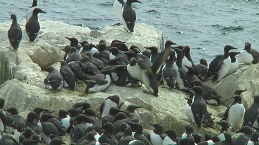Colony of guillemots sitting on the rocks