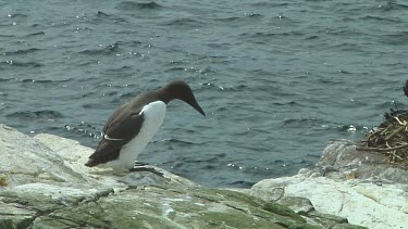 Single guillemot sitting on the rocks