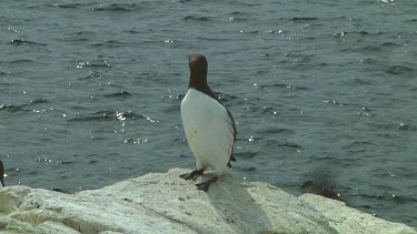 Single guillemot sitting on the rocks