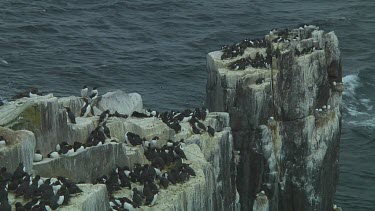 Colony of guillemots sitting on the rocks