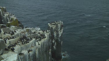 Colony of guillemots sitting on the rocks
