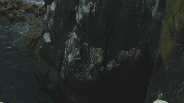 Colony of guillemots sitting on the rocks