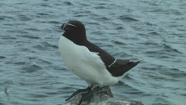 Razorbill sitting on the rocks