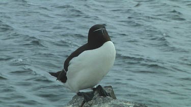 Razorbill sitting on the rocks