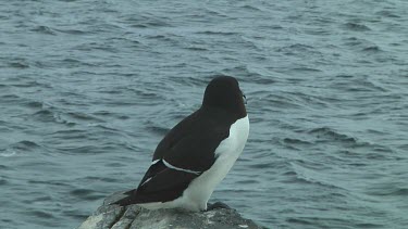 Razorbill sitting on the rocks