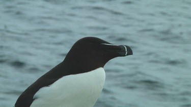 Razorbill sitting on the rocks