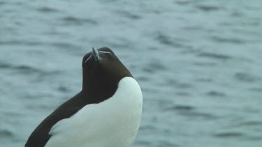 Razorbill sitting on the rocks