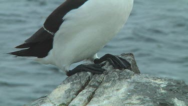 Razorbill sitting on the rocks