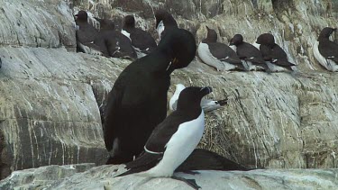 Razorbill sitting on the rocks