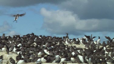 Colony of guillemots sitting on the rocks