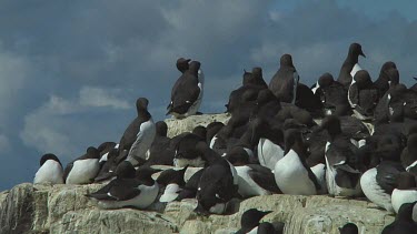 Colony of guillemots sitting on the rocks