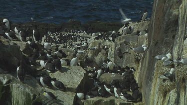 Colony of guillemots sitting on the rocks