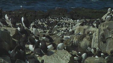 Colony of guillemots sitting on the rocks