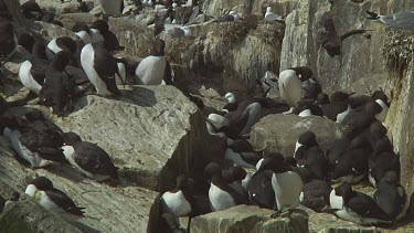 Colony of guillemots sitting on the rocks