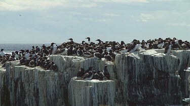 Colony of guillemots sitting on the rocks