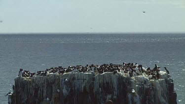 Colony of guillemots sitting on the rocks