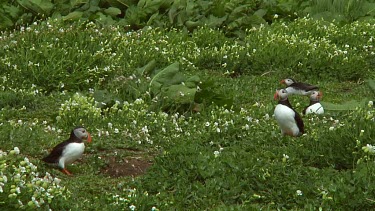 Group of puffins in the United Kingdom