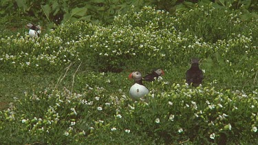 Group of puffins in the United Kingdom