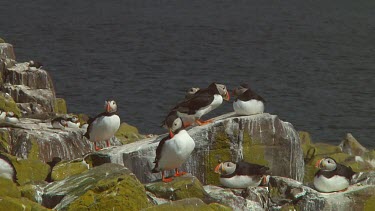Group of puffins in the United Kingdom