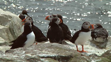 Group of Atlantic puffins in the United Kingdom