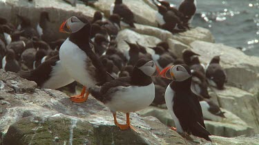 Group of Atlantic puffins in the United Kingdom