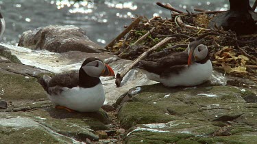 Single puffin in the United Kingdom