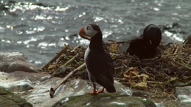 Single puffin in the United Kingdom