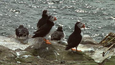 Group of Atlantic puffins in the United Kingdom