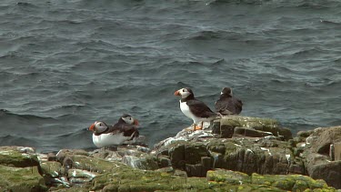 Group of Atlantic puffins in the United Kingdom