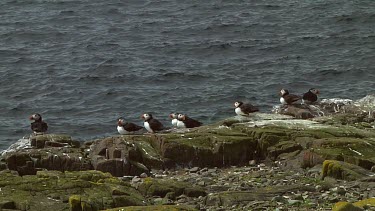 Group of Atlantic puffins in the United Kingdom