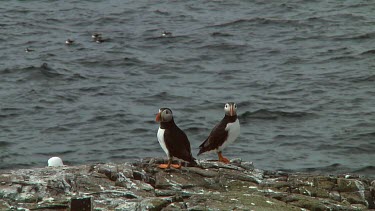 Group of Atlantic puffins in the United Kingdom